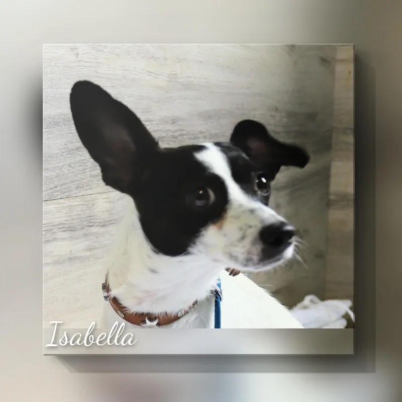 Isabella thumbnail 5