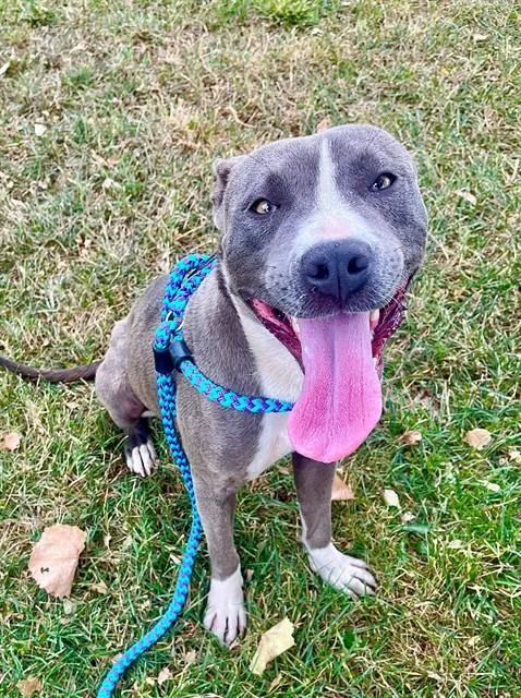 A young medium-sized female Pit Bull Terrier dog named Mariah Hairy for adoption in Sacramento, CA