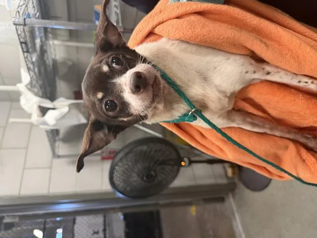 An adult small-sized female Chihuahua dog named Leslie for adoption in Dallas, TX
