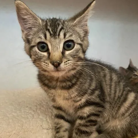 A baby small-sized female Brown / Chocolate Domestic Short Hair cat named Ethel for adoption in Dayton, OH