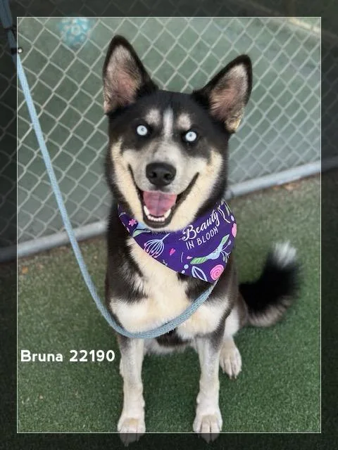 A young medium-sized female Black Siberian Husky dog named Bruna for adoption in Marietta, GA