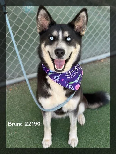 Bruna thumbnail 3