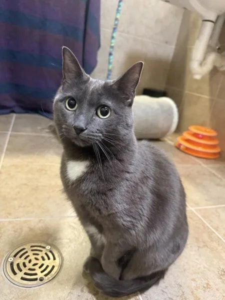 A senior small-sized female Domestic Short Hair cat named Earlobe Kneecap  Armpit for adoption in Duluth, MN
