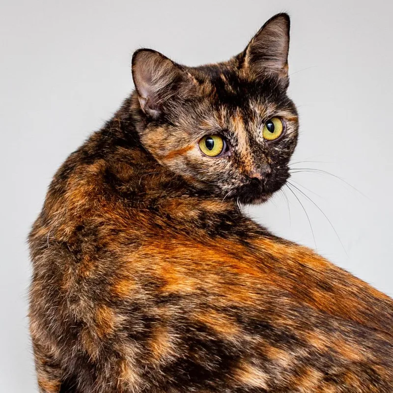 An adult medium-sized female Black Domestic Short Hair cat named Alma for adoption in Hattiesburg, MS