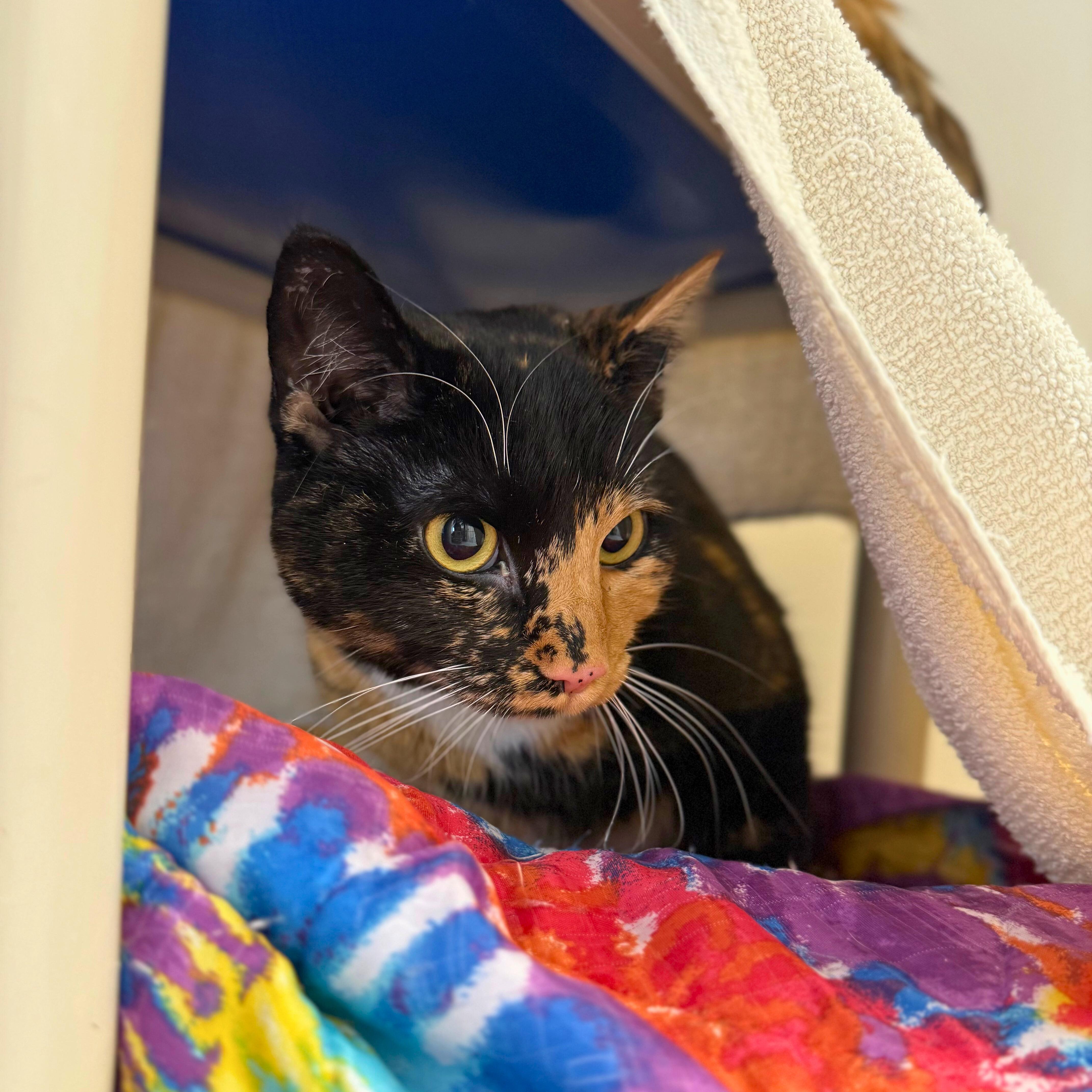 An adult medium-sized female Tortoiseshell Calico cat named Enola for adoption in Ridgway, CO