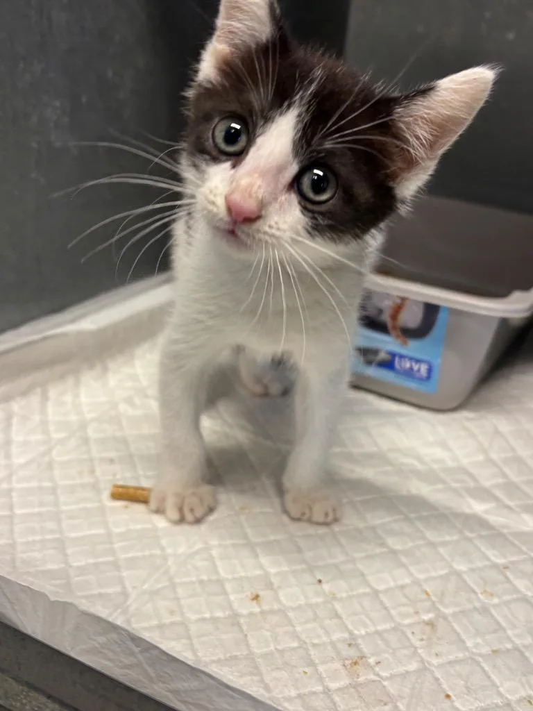 A baby small-sized male Domestic Medium Hair cat named Bunny for adoption in Metter, GA