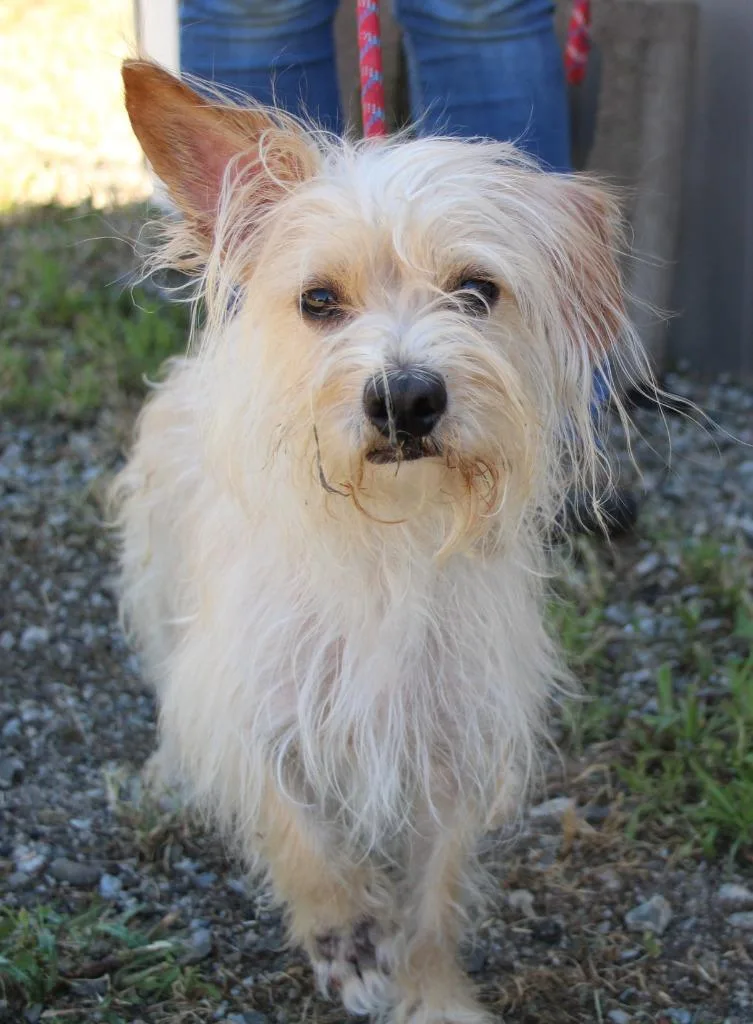 An adult small-sized male Terrier dog named Julius for adoption in Vacaville, CA