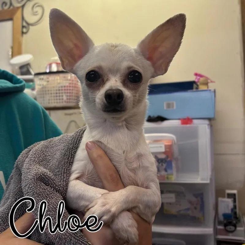 An adult small-sized female Chihuahua dog named Chloe for adoption in Hillsboro, OH