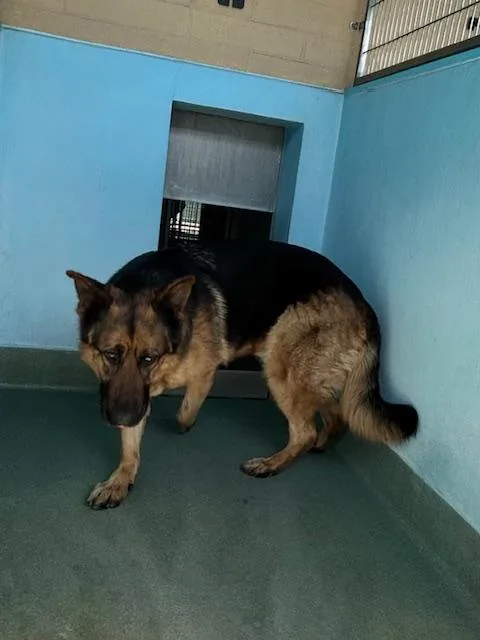 An adult large-sized male German Shepherd Dog dog named Freddy for adoption in Baldwin Park, CA