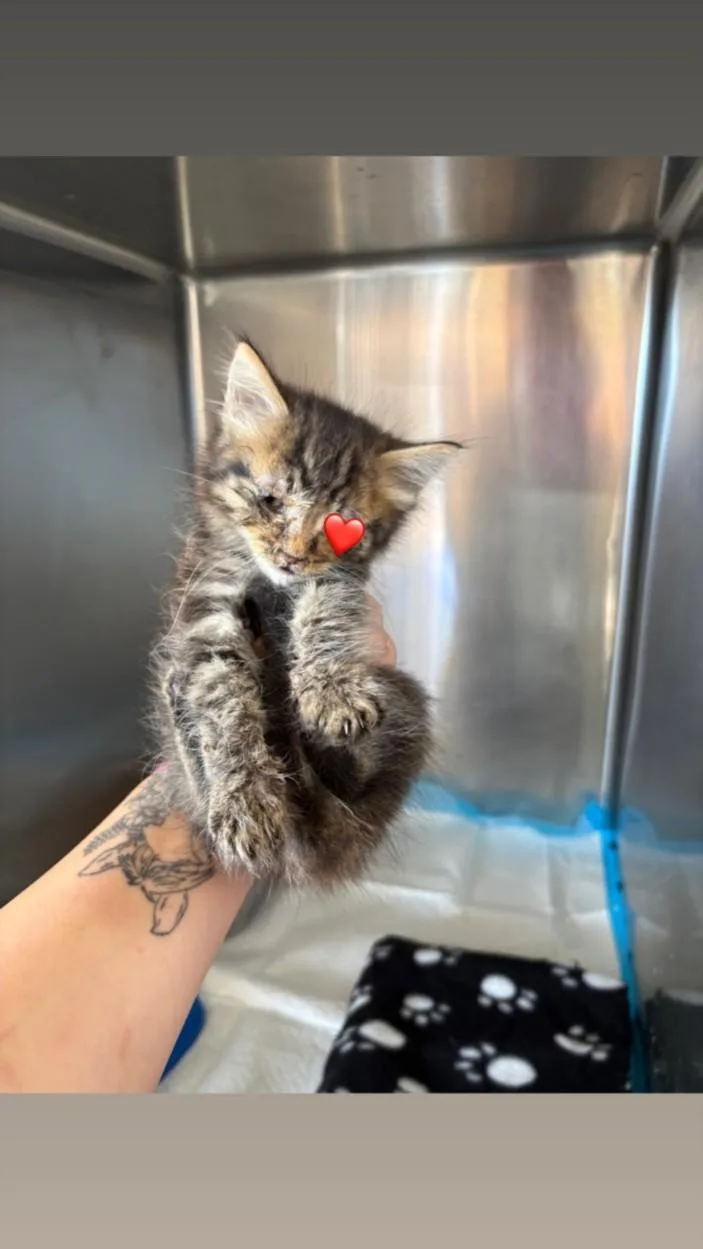 A baby small-sized male Domestic Long Hair cat named A for adoption in Olivehurst, CA