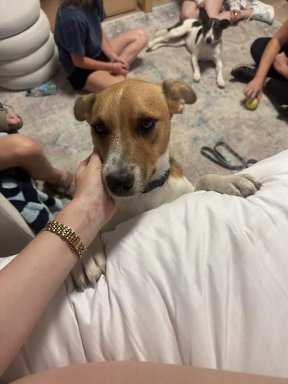 A baby medium-sized male Yellow / Tan / Blond / Fawn Cattle Dog dog named Fritz Friend for adoption in Andover, MA