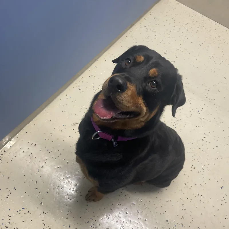 A young medium-sized female Rottweiler dog named Brynn for adoption in Southold, NY
