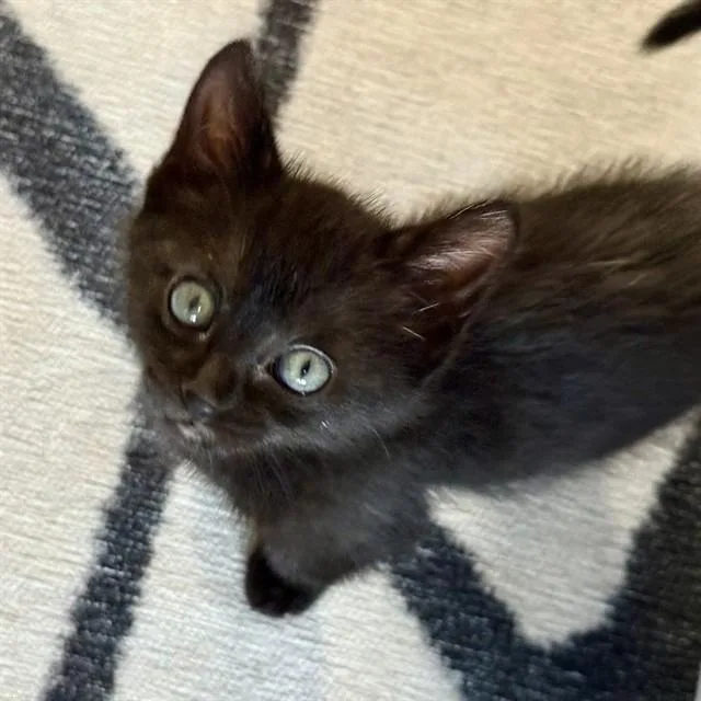 A baby small-sized female Domestic Medium Hair cat named Fiona for adoption in Auburn, CA