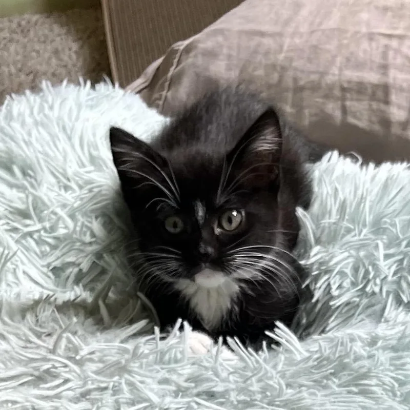 A baby small-sized female Black Domestic Short Hair cat named Beans for adoption in Tacoma, WA