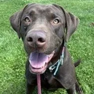 An adult large-sized male Brown / Chocolate Labrador Retriever dog named Clyde for adoption in Tinley Park, IL