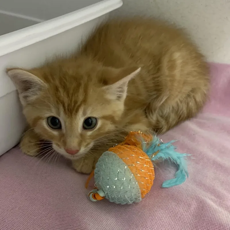 A baby small-sized male Orange / Red Domestic Short Hair cat named Jasper for adoption in Franklin, NC