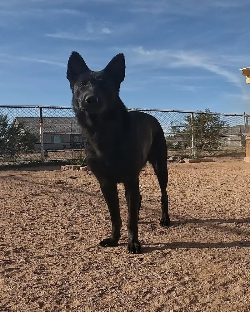 Valkarie thumbnail 2