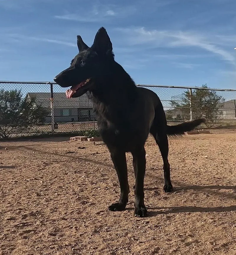 Valkarie thumbnail 3