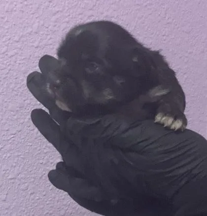 A baby small-sized female Black Chihuahua dog named 61073322 for adoption in El Paso, TX