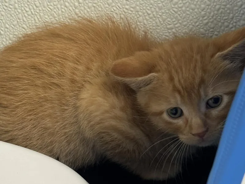 A baby medium-sized male Domestic Short Hair cat named Butterscotch for adoption in St. Cloud, MN
