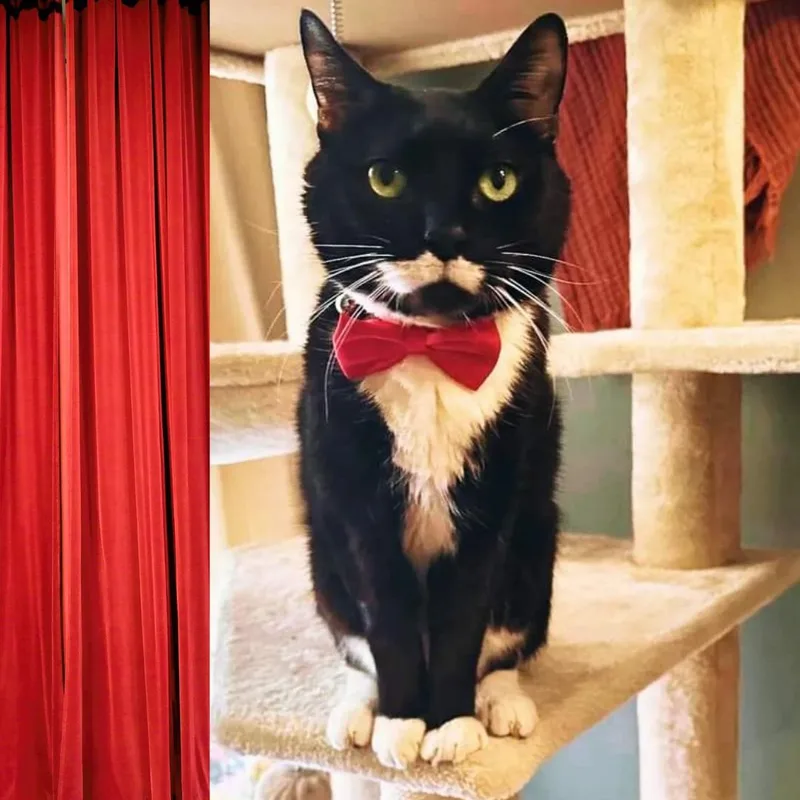 Moustachio thumbnail 4