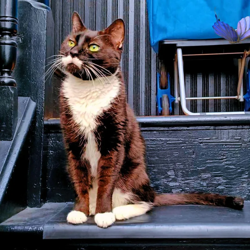 Moustachio thumbnail 5