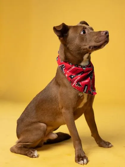 An adult large-sized male Mixed Breed dog named Ellis for adoption in Atlanta, GA