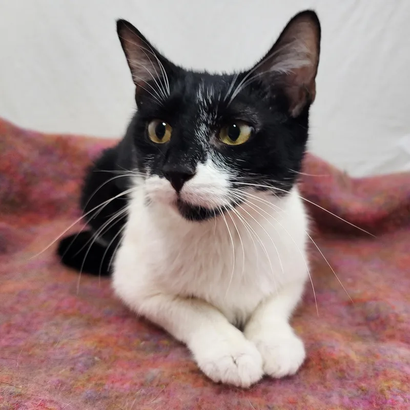 An adult medium-sized female Black & White / Tuxedo Domestic Short Hair cat named Berkey for adoption in New York, NY