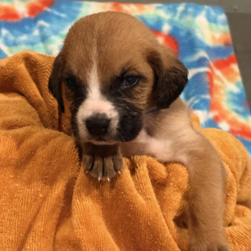A baby small-sized male Brown / Chocolate Mixed Breed dog named Joey for adoption in Huntsville, AL