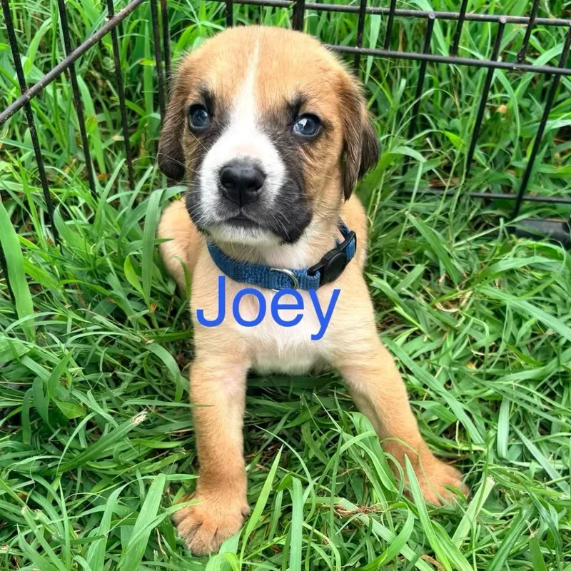 Joey thumbnail 4