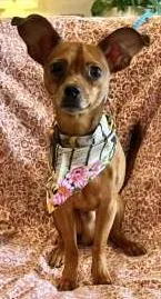 An adult small-sized male Chihuahua dog named Ralphie for adoption in Washington, DC