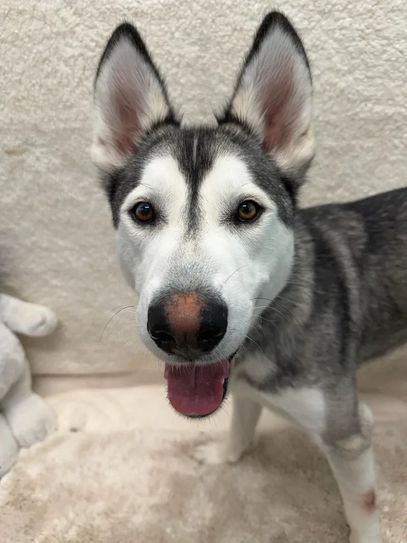 A young medium-sized male Gray / Blue / Silver Husky dog named Max Tag for adoption in Central Islip, NY