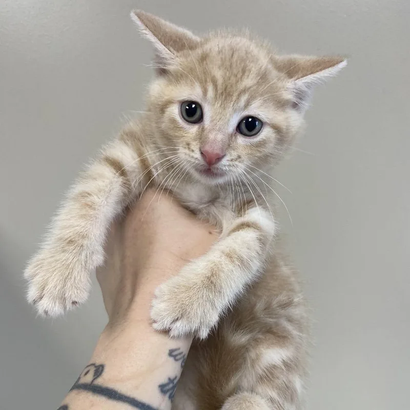 A baby small-sized male Cream / Ivory Domestic Short Hair cat named Cutie Pie for adoption in Norfolk, NE