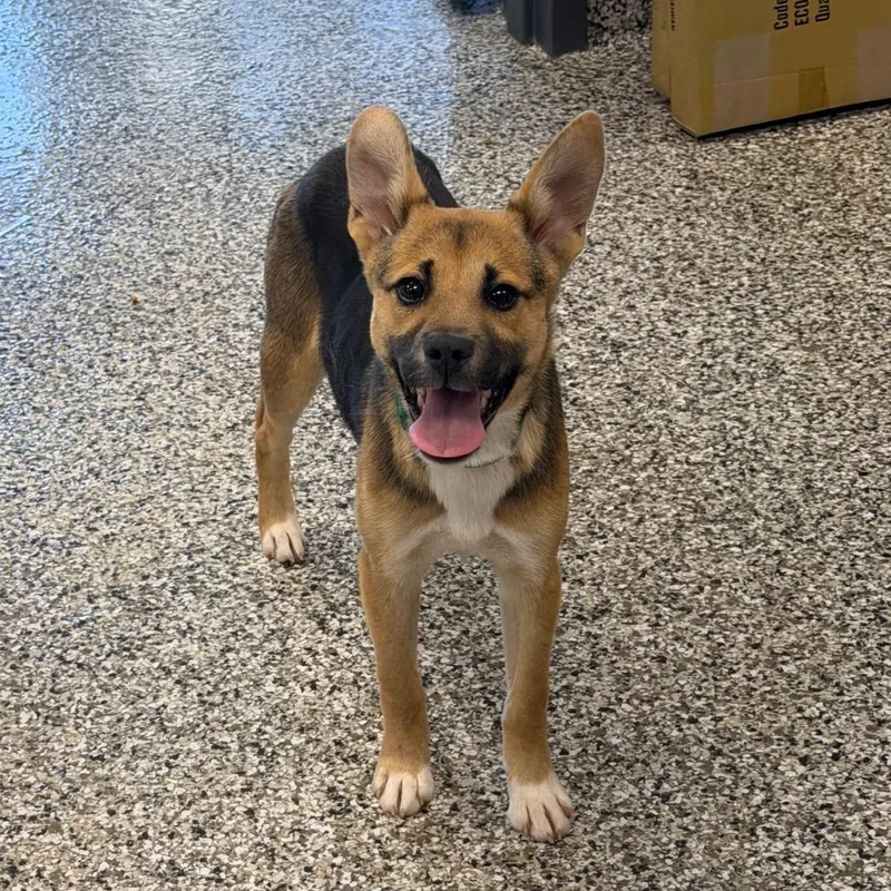 A young small-sized female Yellow / Tan / Blond / Fawn Shepherd dog named Basta for adoption in Morganton, NC