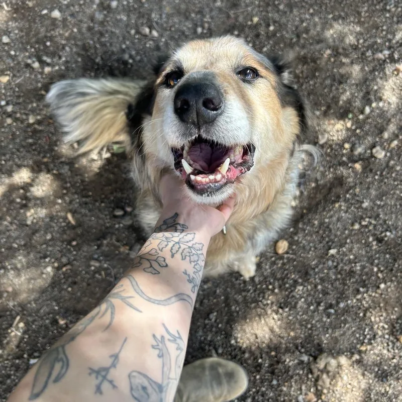 An adult medium-sized male Yellow / Tan / Blond / Fawn Australian Shepherd dog named Milo for adoption in Flagstaff, AZ