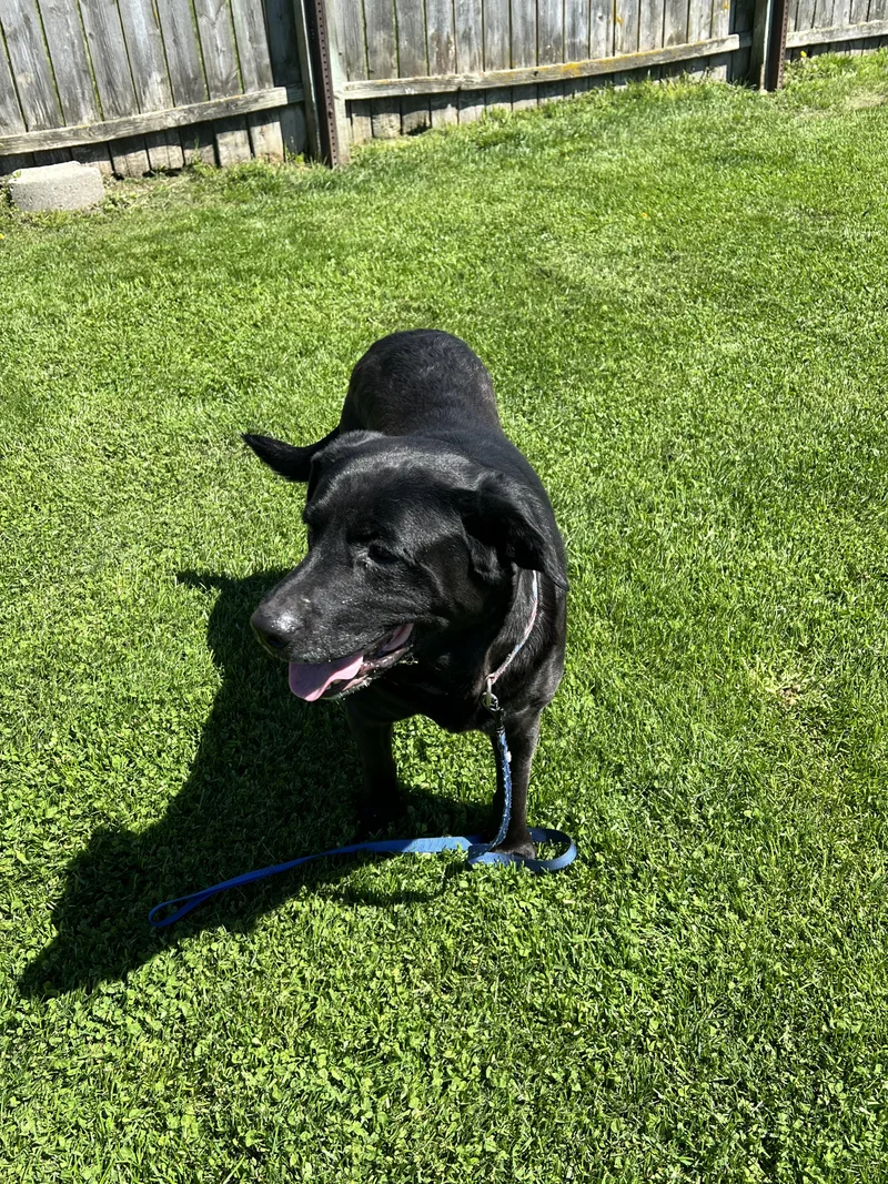 A senior large-sized male Black Labrador Retriever dog named Blaze for adoption in Elkton, MI
