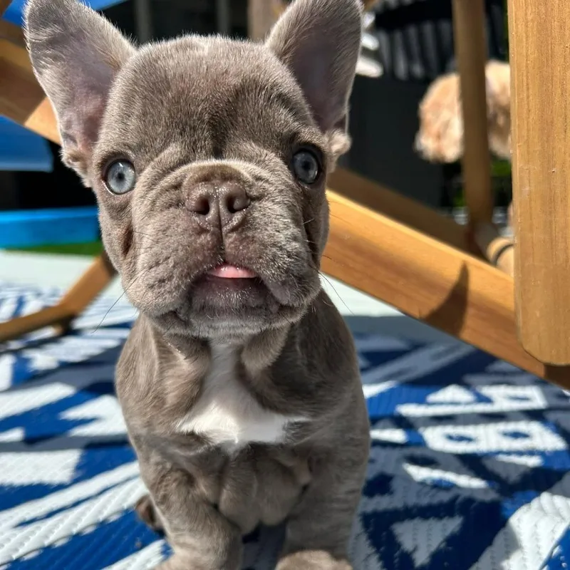 Ollie