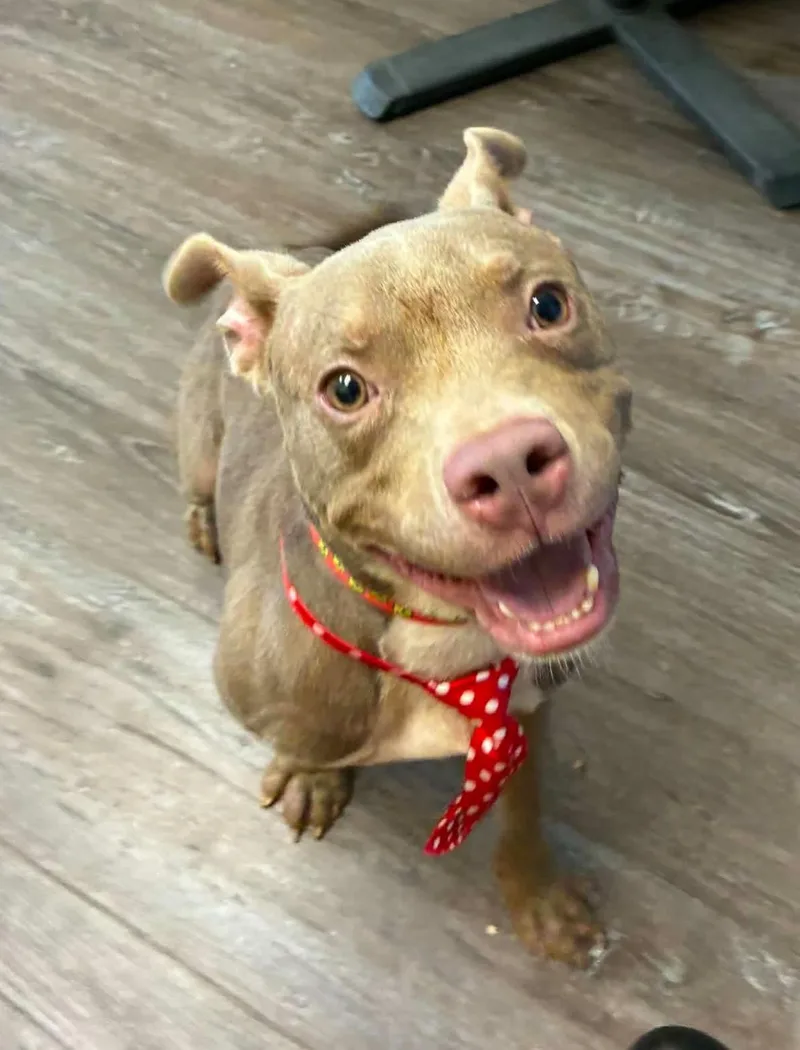 An adult medium-sized male Yellow / Tan / Blond / Fawn Pit Bull Terrier dog named Mitsuko for adoption in Mansfield, OH