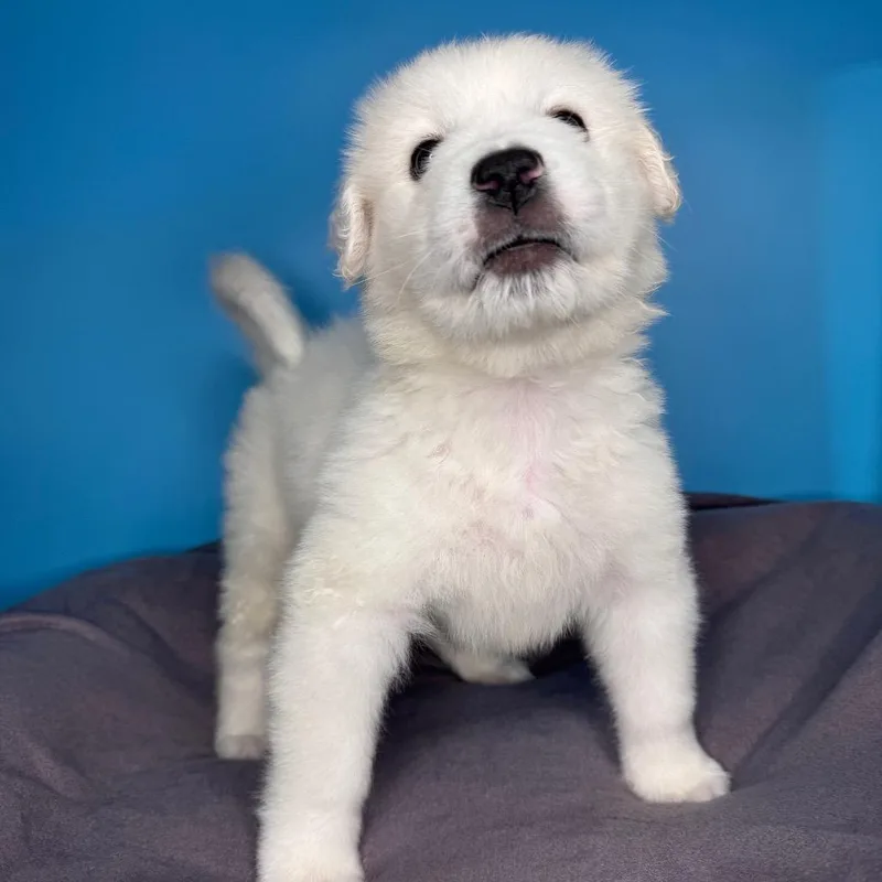 A baby small-sized male White / Cream Labrador Retriever dog named Jack for adoption in San Antonio, TX