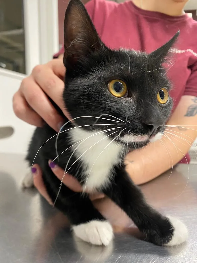 A baby medium-sized female Domestic Short Hair cat named Jeanette for adoption in Fall River, MA
