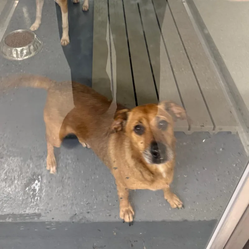 An adult medium-sized female Brown / Chocolate Dachshund dog named Moana for adoption in Galax, VA