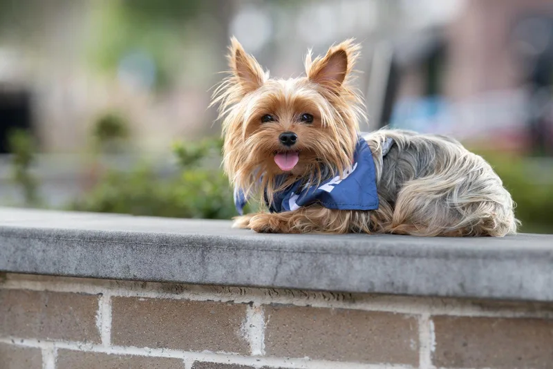 An adult small-sized male Yorkshire Terrier dog named Comet for adoption in Auburn, GA