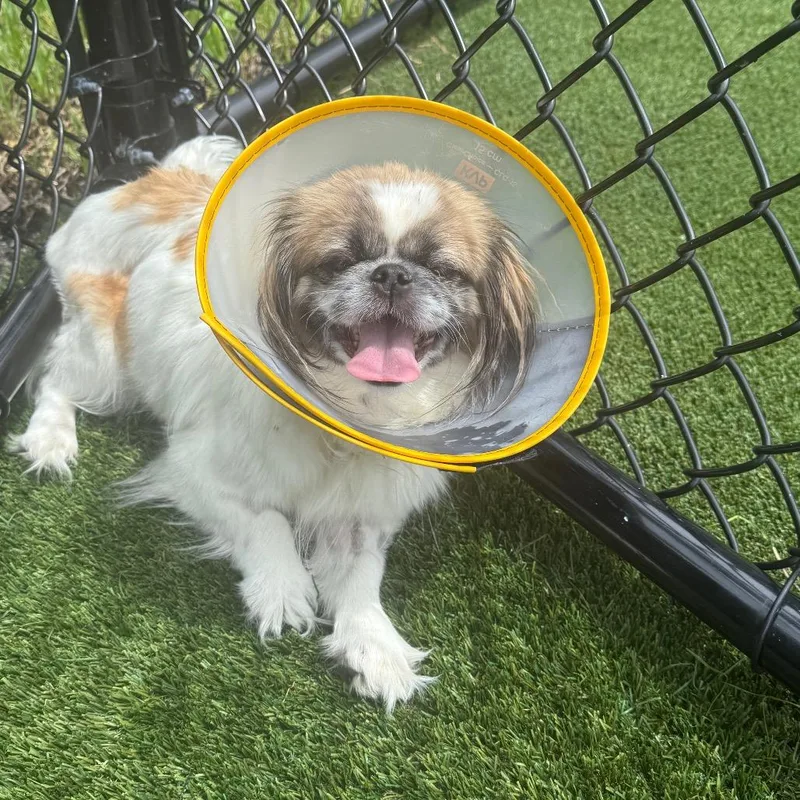 An adult small-sized female Brown / Chocolate Pekingese dog named Kelly for adoption in LOXAHATCHEE, FL