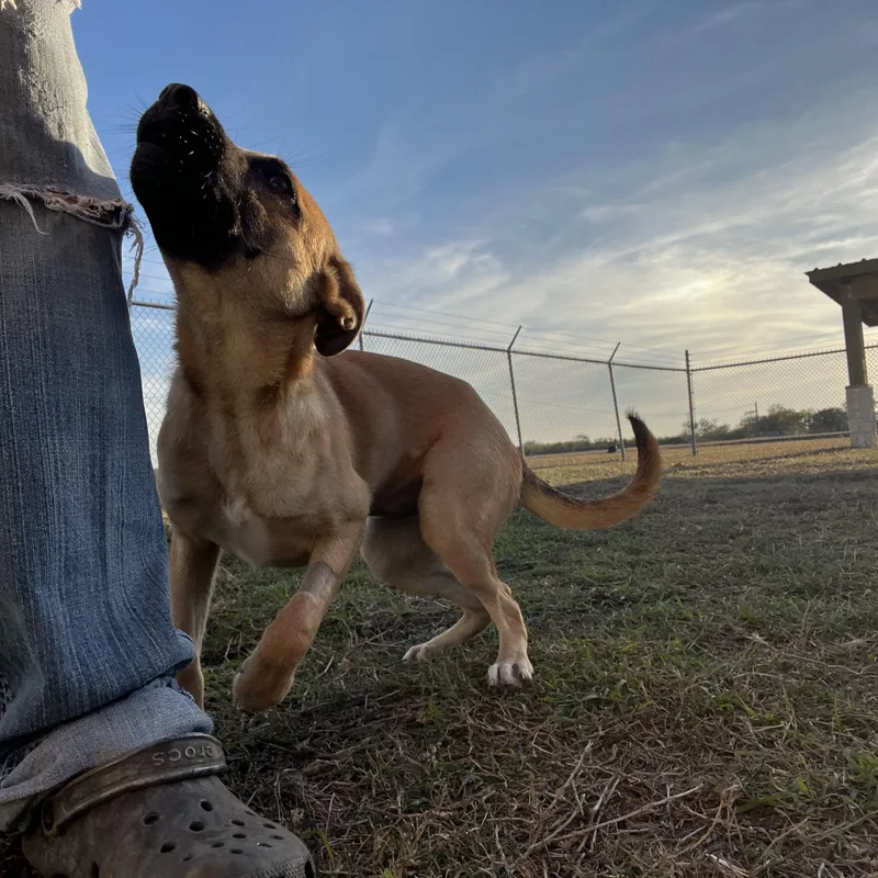 A young medium-sized female Yellow / Tan / Blond / Fawn Black Mouth Cur dog named Joy for adoption in Port Lavaca, TX