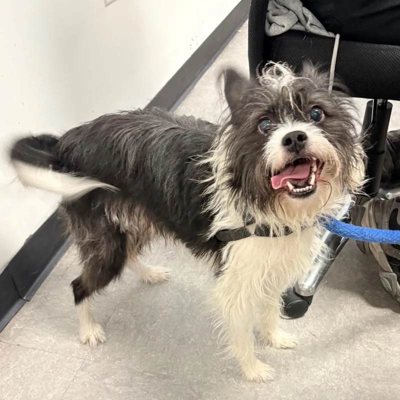 An adult small-sized male Black Mixed Breed dog named King Oreo for adoption in Philadelphia, PA