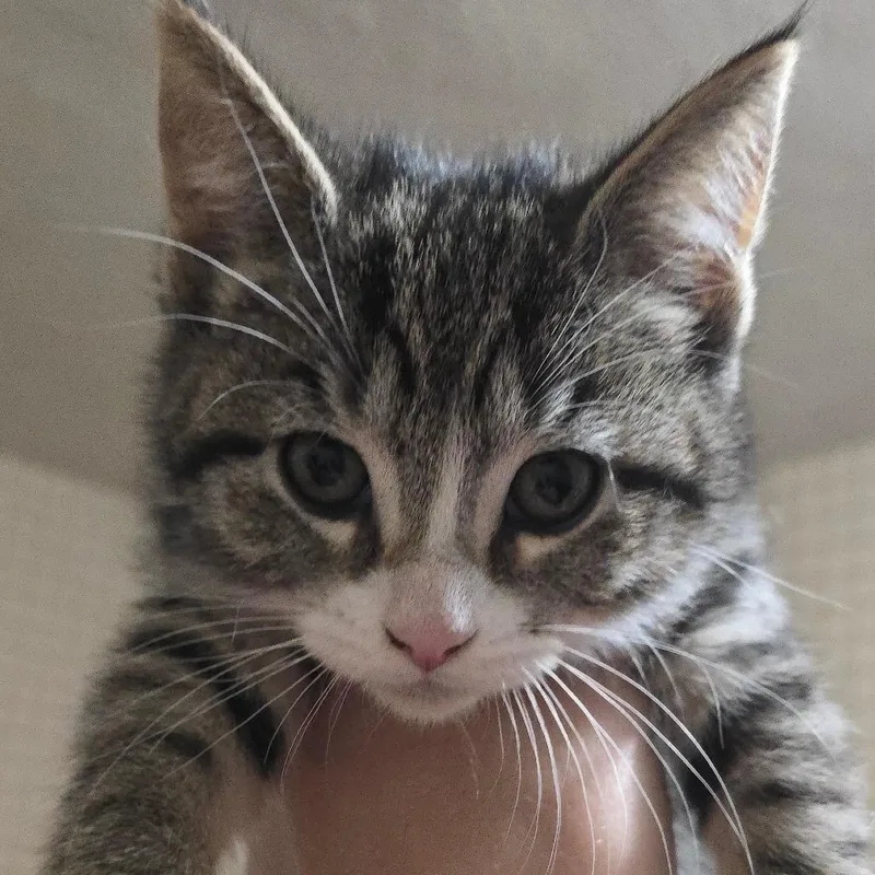 A baby small-sized female Black Domestic Short Hair cat named Safi for adoption in Watertown, NY
