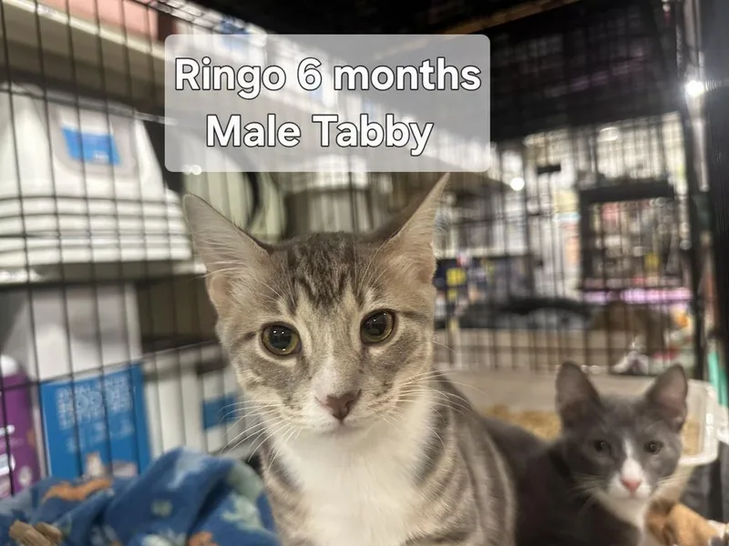 A baby small-sized male Tabby (Buff / Tan / Fawn) Tabby cat named Ringo for adoption in Orlando, FL