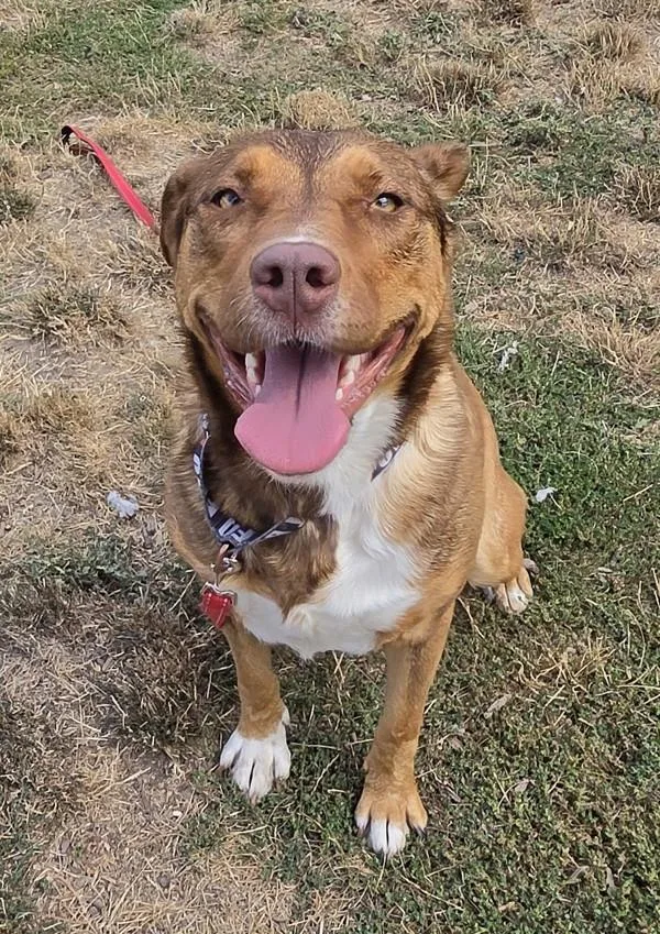 Nova