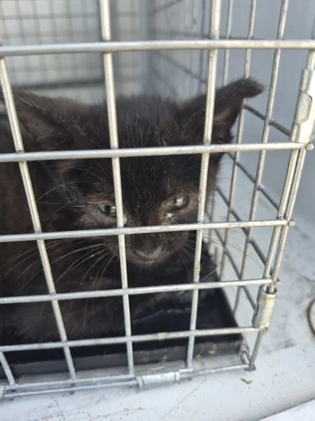 A baby small-sized male Domestic Short Hair cat named Sf for adoption in Lawrenceville, GA