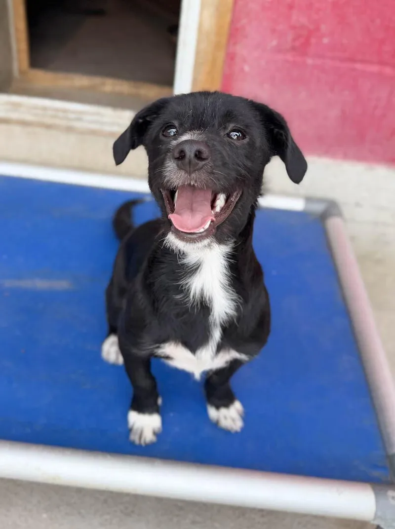 A baby small-sized male Terrier dog named Clay for adoption in Windsor, CO
